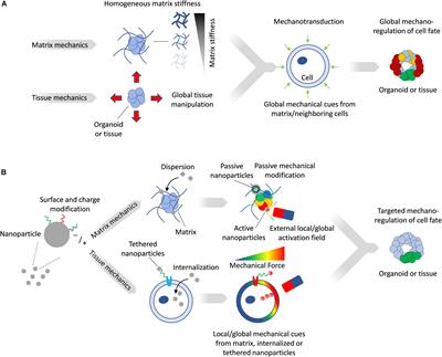 Nanoparticles as Versatile Tools for Mechanotransduction in Tissues and Organoids